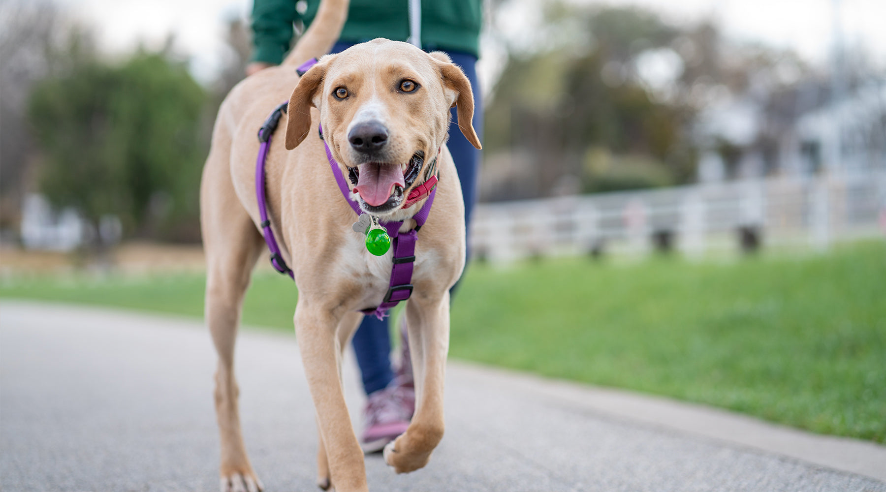 10 Fun and Practical Activities to Do With Your Pet This Spring ...